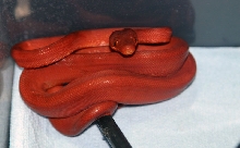 '07 Patternless Red Amazon Tree Boa