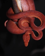 Red female ATB