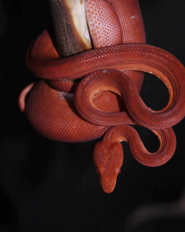 Red female ATB