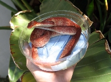 Red/white Amazon Tree Boa male