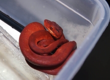 Red Amazon Tree Boa baby
