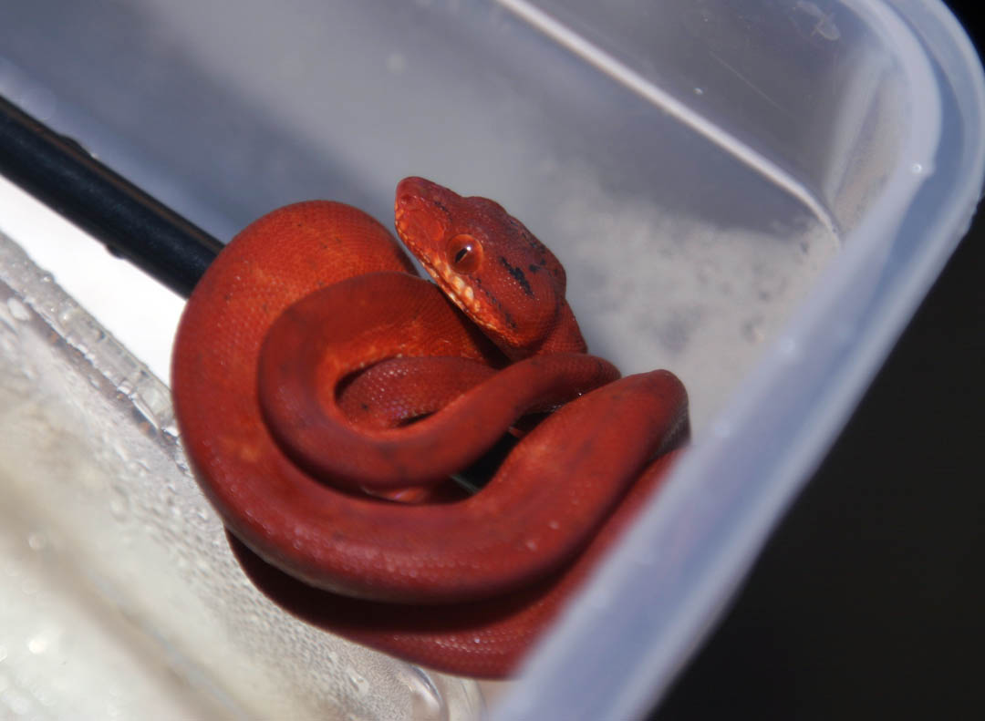 Red Amazon Tree Boa baby