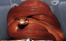Red female ATB #2