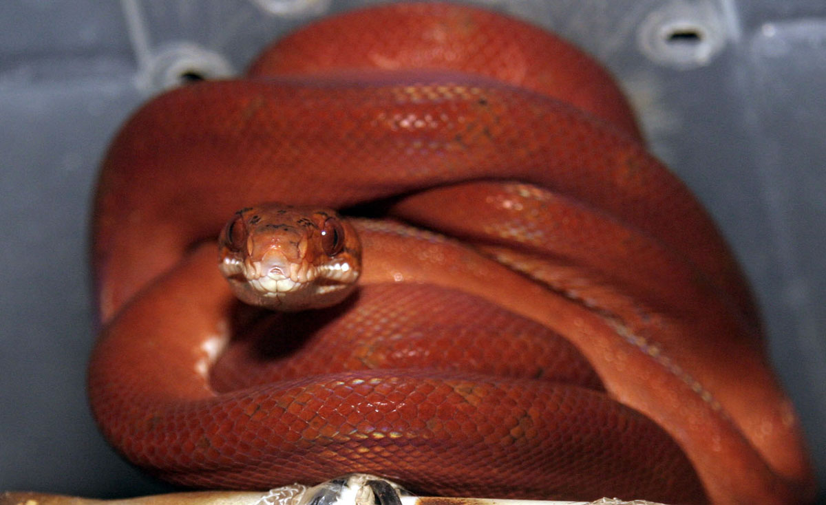 Red female ATB #2