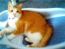 I Want A Bath