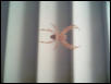 Spider Outside My Window