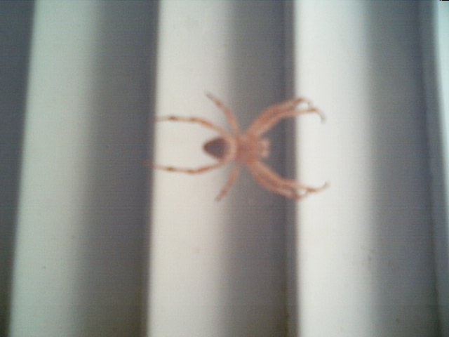 Spider Outside My Window