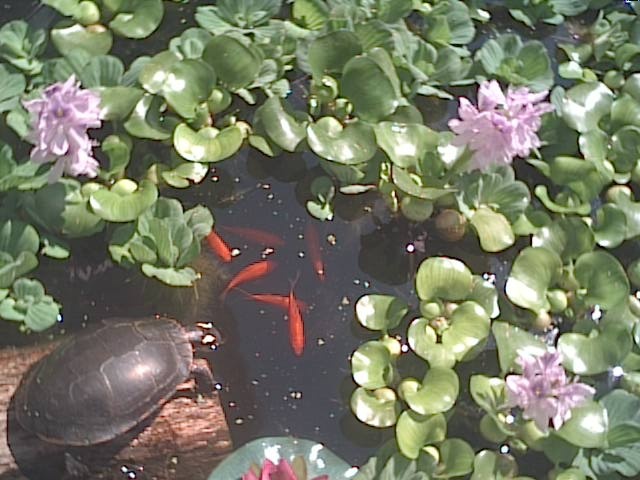 Turtle Watching Fish