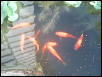 Feeders That Grace My Pond