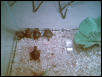 Baby Painted Turtles