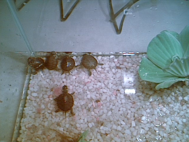 Baby Painted Turtles