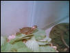 Baby Turtle Sunning