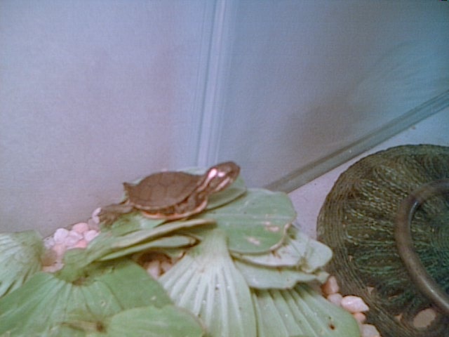 Baby Turtle Sunning