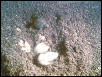 LOOK    turtles hatching