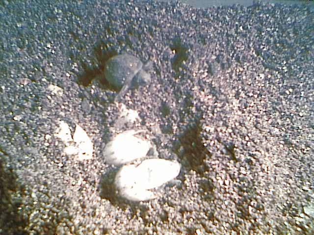 LOOK    turtles hatching