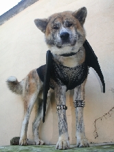 Toya