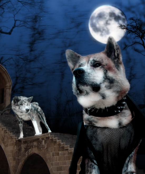 Goth Dogs