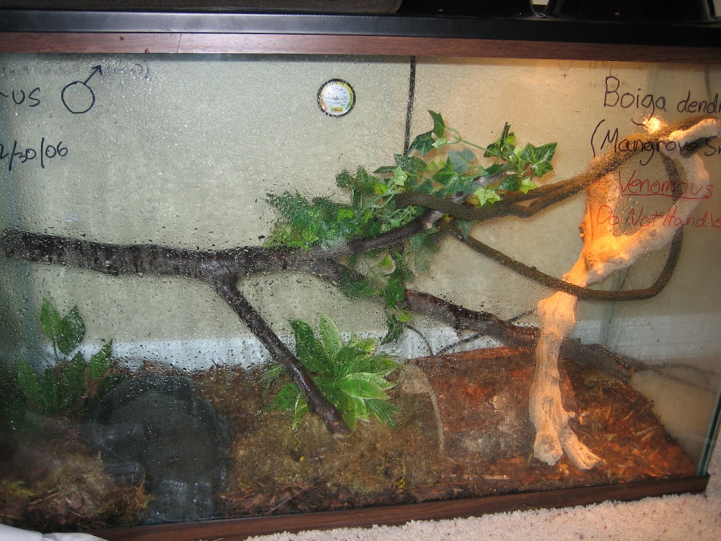 Boiga setup. Can you spot him?