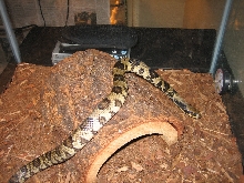 Juvenile male False Water Cobra 2