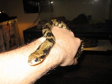 Juvenile male False Water Cobra