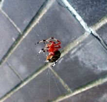 What type of spider is this??