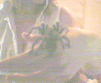 G. rosea