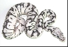unknown morph
