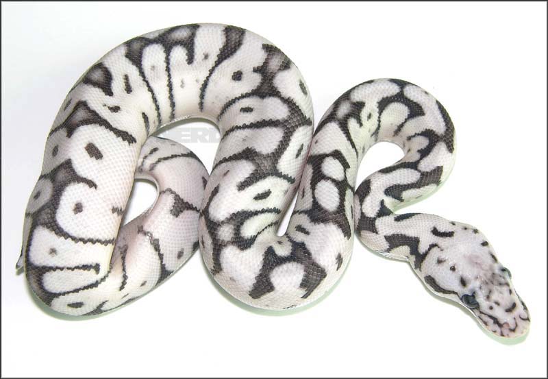 unknown morph