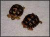 Leopard tortoise