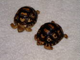 Leopard tortoise