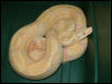 2000 Albino Male