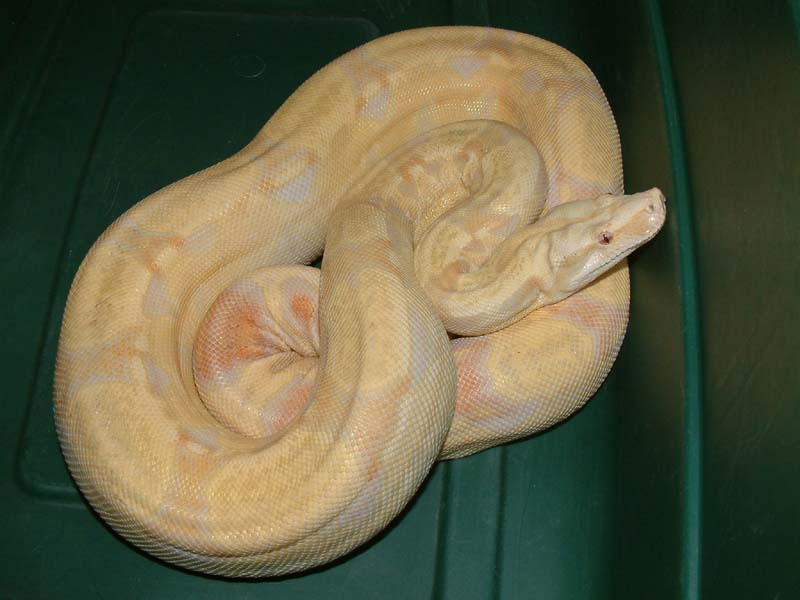2000 Albino Male