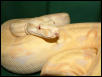 2000 Albino Male Tongue