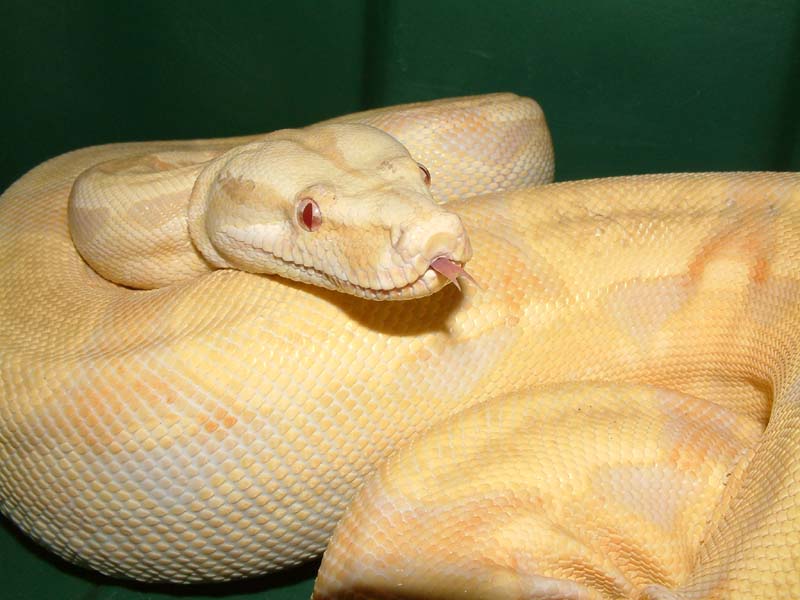 2000 Albino Male Tongue
