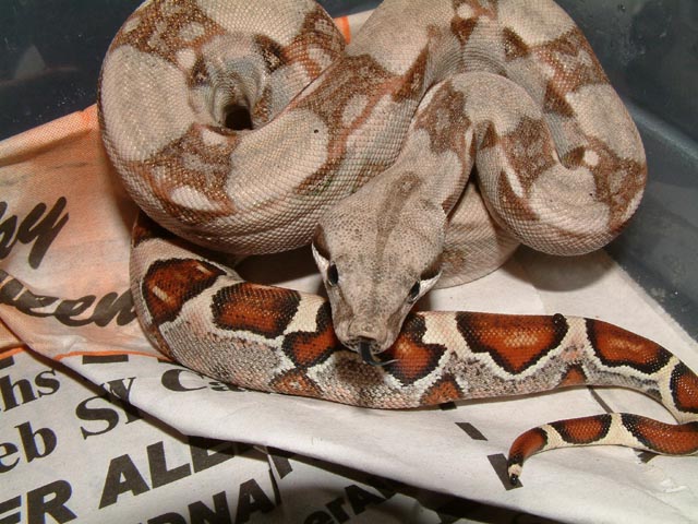 2003 baby boa