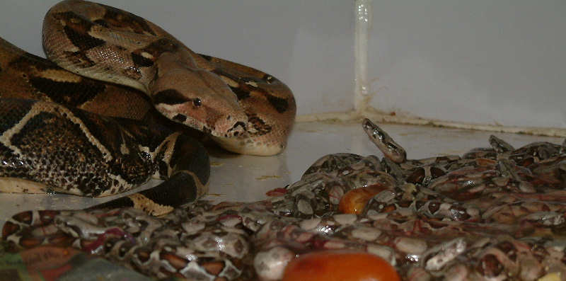 Baby BCI