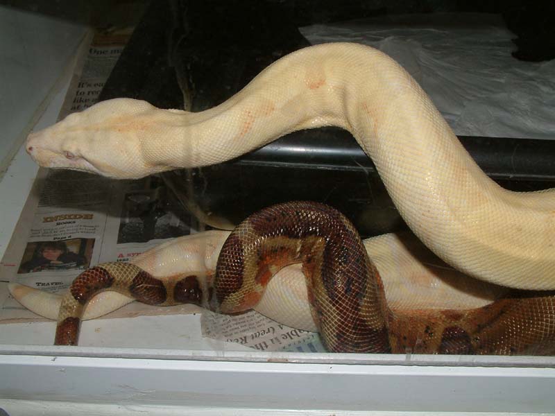 2005 breeding season2