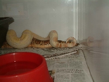 2005 breeding season