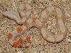 2006 albino baby boa 2