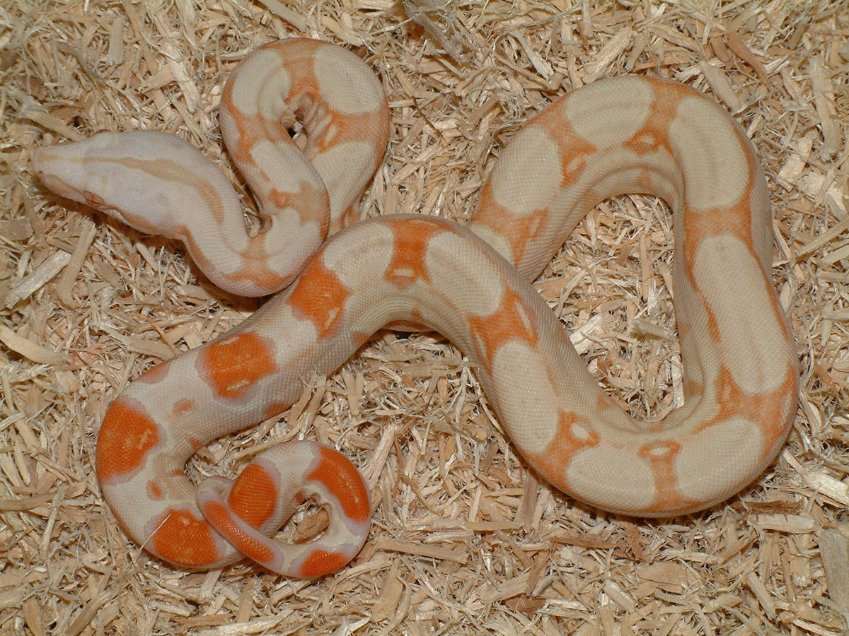 2006 albino baby boa 2