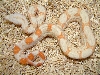 2006 albino baby boa 1