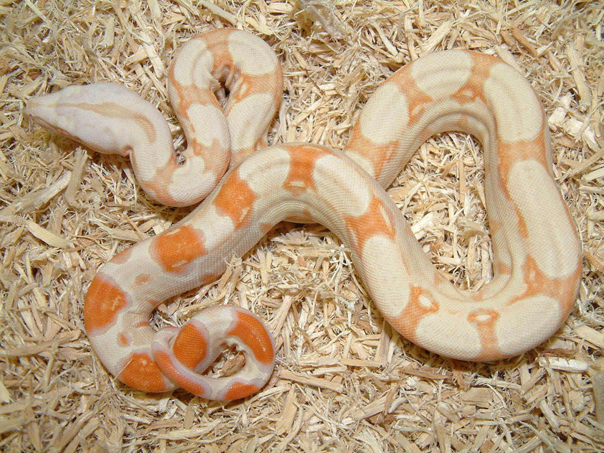 2006 albino baby boa 1
