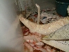 2006 abino boas 2