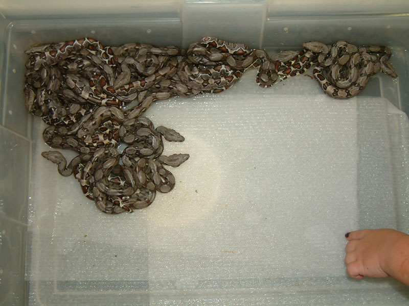 2006 baby boas