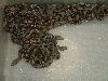 2006 baby boas 2