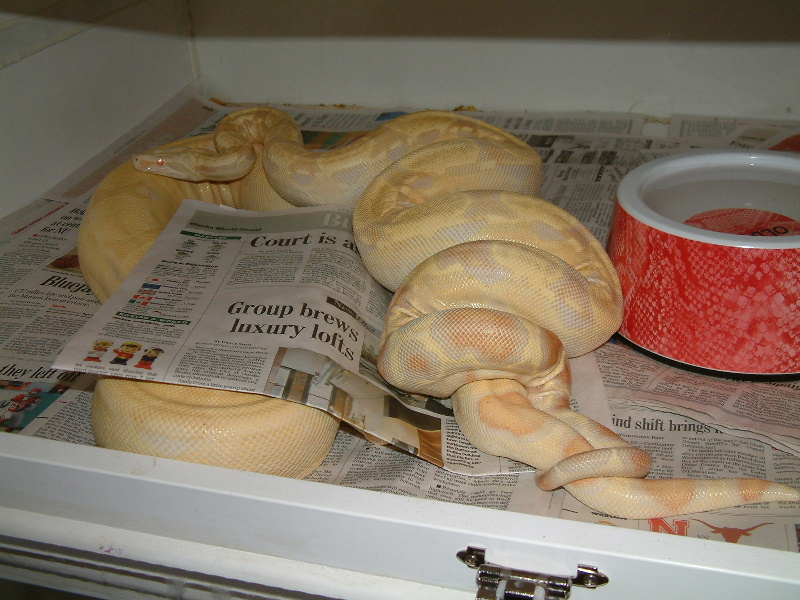 Albinos courting
