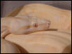 2000 Albino Female