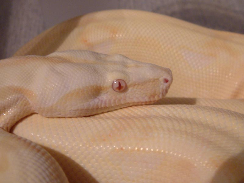 2000 Albino Female
