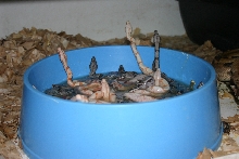 bowl of boas 1