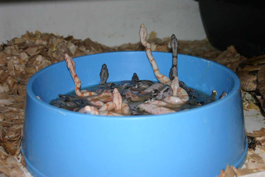 bowl of boas 1
